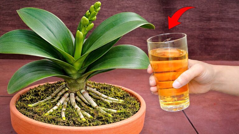 7 Tipps für mehr Blüten und gesunde Wurzeln bei deinen Orchideen!