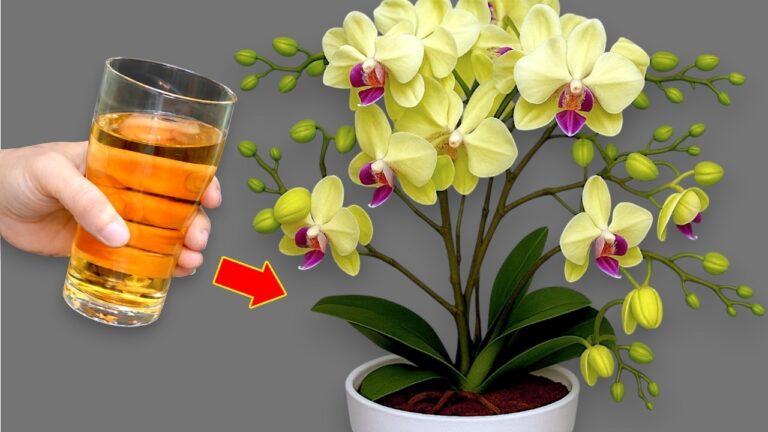 Stärke deine Orchideen: 1 Löffel für sichtbar kräftigere Pflanzen!