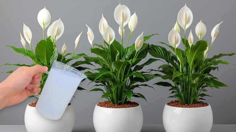 1 Glas, 7 Tipps: Lass jede Pflanze in deinem Garten blühen!