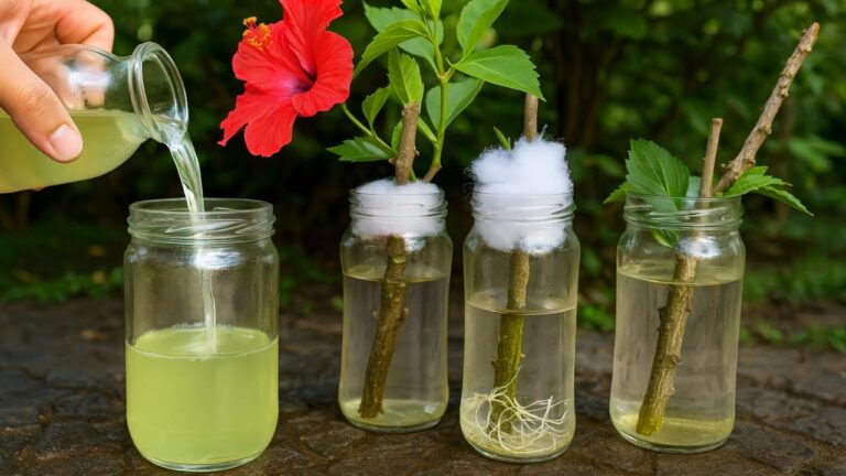 5 effektive Schritte, um Zweige in biologisch aktives Wasser zu verwurzeln