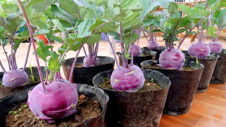 5 einfache Schritte, um köstlichen lila Kohlrabi ganz ohne Garten anzubauen!