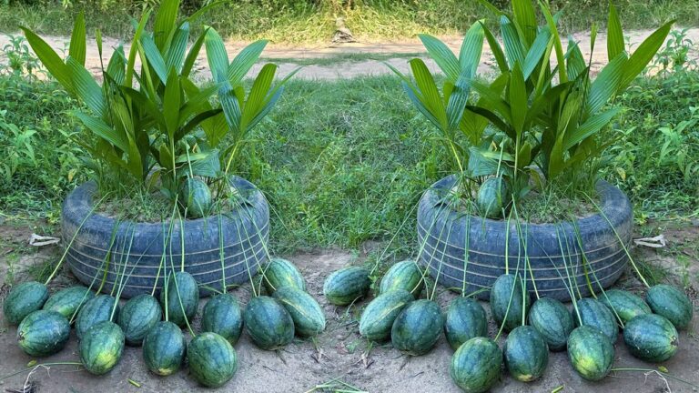 7 Tipps für die schnelle Wassermelonenernte mit Kokos-Impfen entdecken!