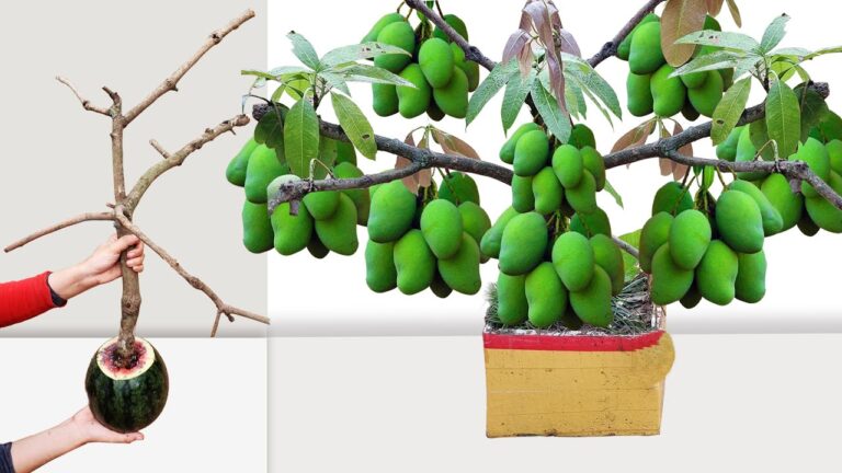 5 Schritte für die perfekte Veredelung: Mango-Bäume schnell in Wassermelonen züchten