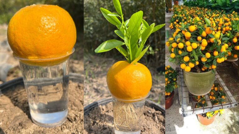 7 Geheimnisse für den perfekten Orangenbaum aus frischen Früchten entdecken!