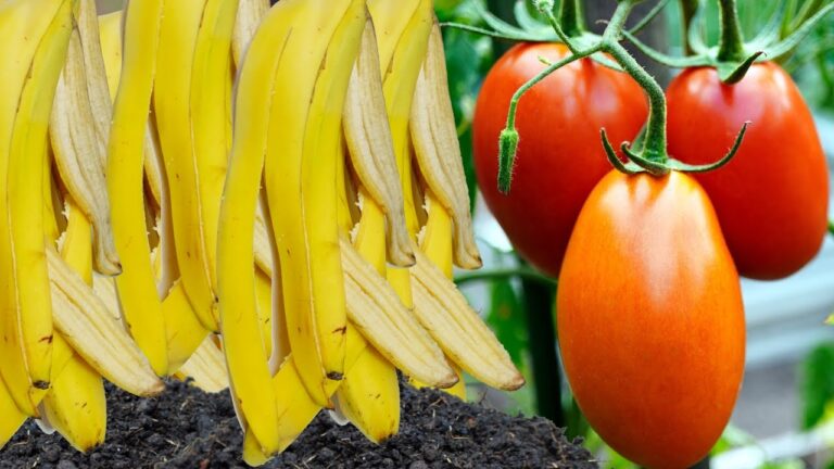 5 überraschende Vorteile von Bananenschalen als Dünger für blühende Pflanzen