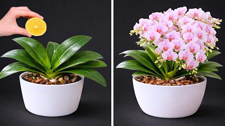 5 Tipps, wie deine orchideenlosen Blumen spektakulär erblühen können!