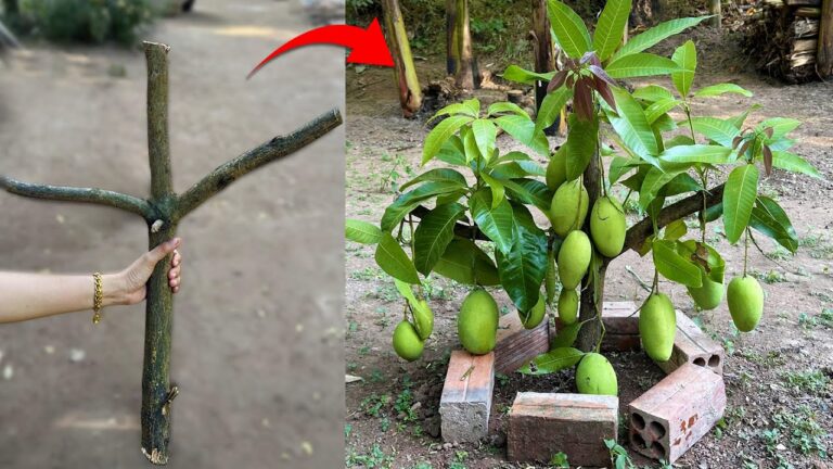 Mango-Bäume vermehren: 5 Schritte zur schnellen Fruchternte mit Aloe Vera!