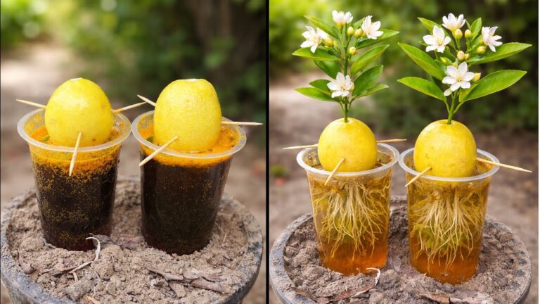 Limonenpflanze aus Zitrone und Aloe Vera: 3 schnelle Tipps zur Wurzelbildung!