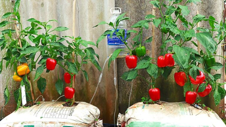 5 einfache Schritte für schnelles Paprika-Wachstum zu Hause entdecken