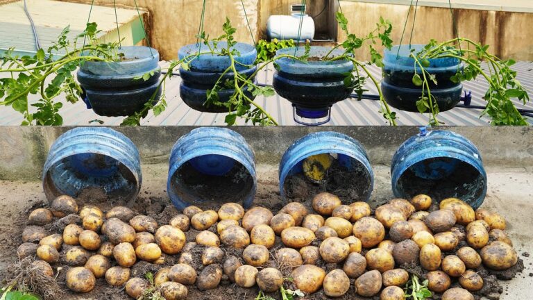 10 geniale Tipps für riesige Kartoffelernte in Gartenflaschen entdecken