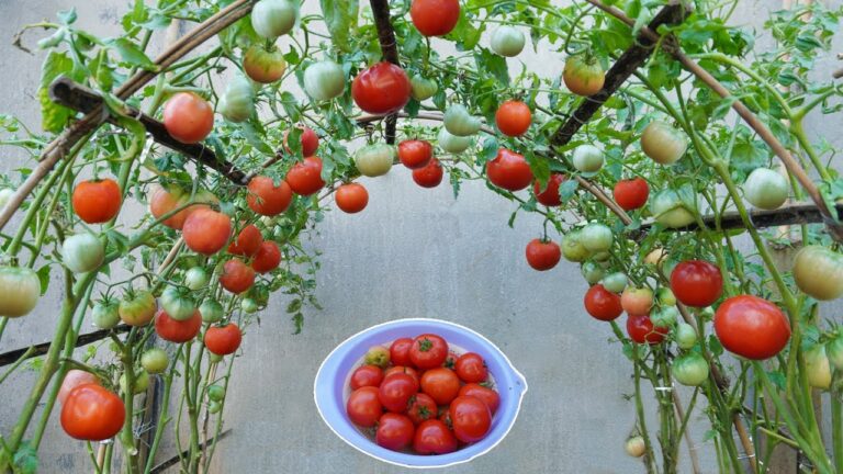 7 Geheimtipps für schnelles Tomatenwachstum aus Samen entdecken!