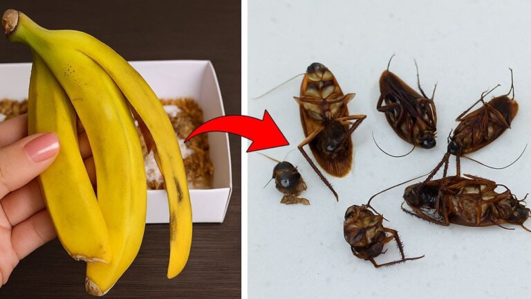5 clevere Tricks, um Kakerlaken über Nacht ohne Gift zu beseitigen!