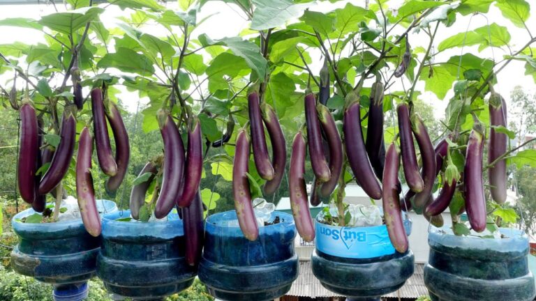 Ernte 5 köstliche Auberginen aus Plastikflaschen – ganz ohne Garten!