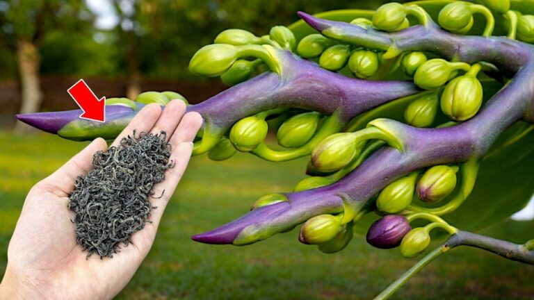 5 Tipps für blühende Orchideen – So zauberst du viele Blumen!