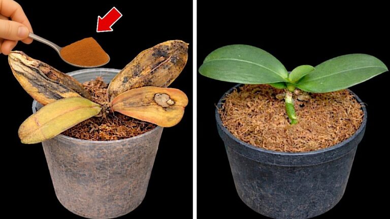 1 Löffel pro Woche: So gedeiht deine Orchidee das ganze Jahr über!