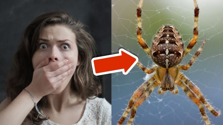 8 geniale Tricks gegen Spinnen: So wirst du sie los und bleibst spinnenfrei!