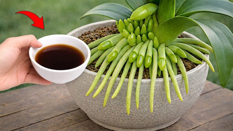5 einfache Tipps, wie deine Orchidee ohne Blüten wieder prächtig blüht!