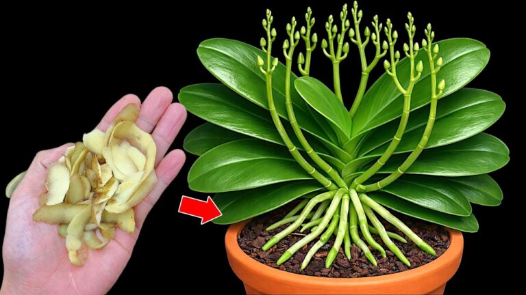 7 Geheimtipps für schnell wachsende und kräftige Orchideen! Entdecke jetzt die besten Tricks!