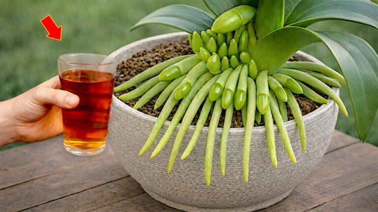 1 Löffel Kaffee für Orchideen: 5 Fehler, die du vermeiden musst!