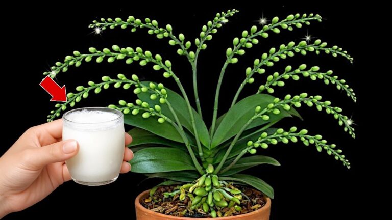 365 Tage blühende Orchideen: Das magische DIY-Dünger-Rezept entdecken!