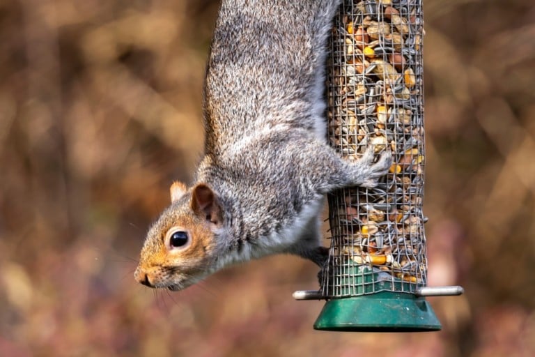 7 Tricks, um Eichhörnchen von Futterhäuschen fernzuhalten + die besten eichhörnchensicheren Futterhäuschen