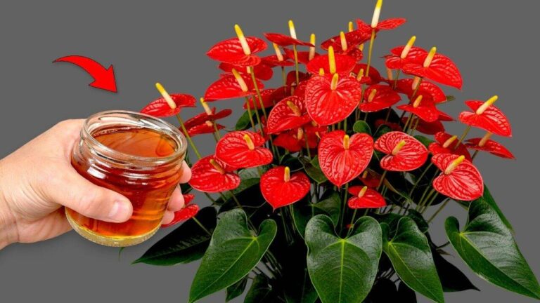 One glass a week! Anthurium puts out loads of flowers all year long
