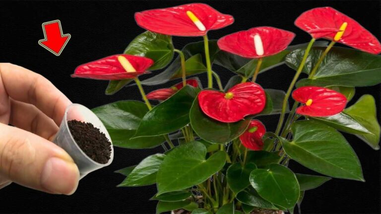 Just one teaspoon! Anthuriums grow faster and bloom more than ever