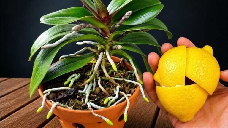 Des centaines de racines d’orchidée ? Ce qui renforce vraiment le système racinaire