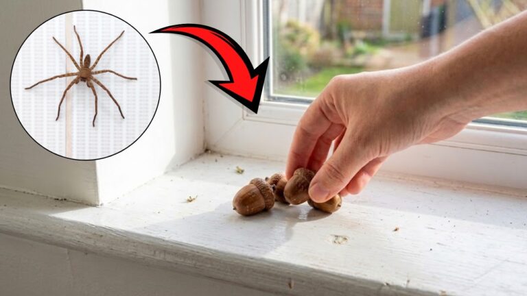 Spinnen und Insekten hassen diesen Geruch! Stell es auf die Fensterbank