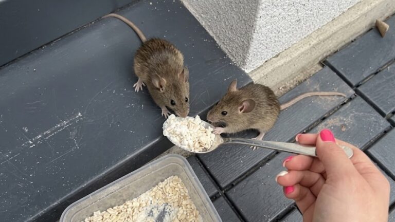 Put This by Your Entrance to Keep Rats and Mice Away From the House