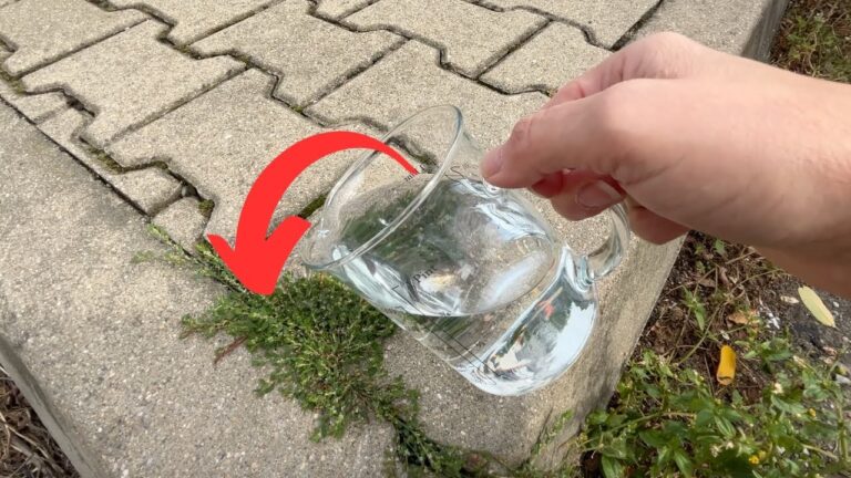 Pour It on the Paving Slabs – Moss and Weeds Will Dissolve Completely, Roots…