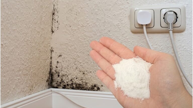 Fight Mold and Musty Smells Naturally With These Simple Steps