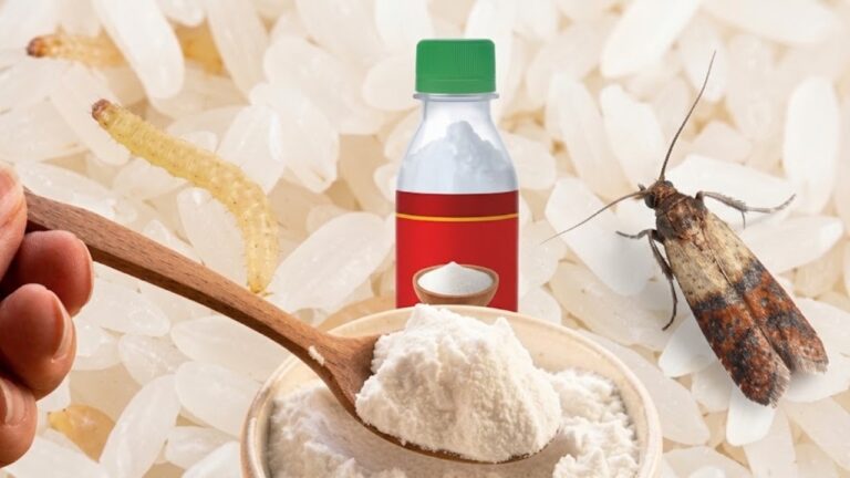 Just 1 Teaspoon and Pantry Moths Disappear From Your Kitchen!