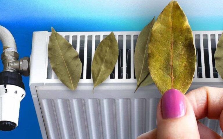 Pourquoi poser des feuilles de laurier sur le radiateur ? Une astuce pour économiser cet hiver !