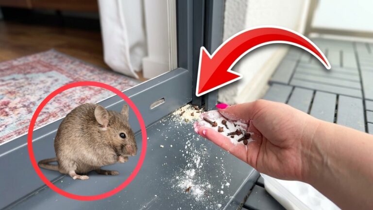 Mäuse und Ratten verschwinden aus dem Haus! Mach das, bevor sie sich dauerhaft einnisten